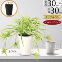 フェイクグリーン オリヅルラン オリズルラン おしゃれ 人気 リアル インテリアグリーン 観葉植物 人工観葉植物 造花 アートグリーン 樹木 鉢物 お洒落 イン...