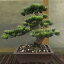 【人工植物】全高37cm松盆栽8号(盆栽)(式典・イベント用)(フェイクグリーン/インドアグリーン/造花/人工樹木/人工観葉植物)