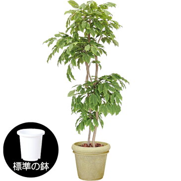 人工観葉植物・全高2.3m・サクランボの木・実なし【★配送制限有り】(桜桃/西洋実桜/オウトウ/チェリーの木/チェリーツリー)(人工観葉植物/人工樹木/造花/インテリアグリーン/フェイクグリーン)