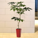 【人工植物】 全高1.5m ツピダンサス ツピタンサス イン...