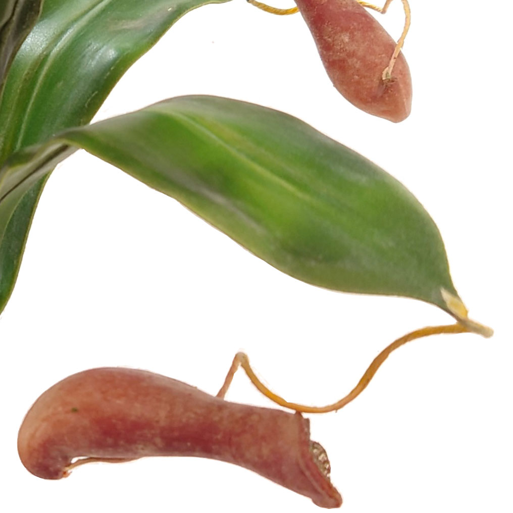 フェイクグリーン ウツボカズラ 食虫植物 おしゃれ 人気 リアル インテリアグリーン 人工観葉植物 造花 人工樹木 観葉植物 アートグリーン インテリア オブジェ お洒落 鉢付き 鉢物 ギフト 卓上サイズ テーブルサイズ 高品質 ナチュラル 本物そっくり ネペンテス 全高32cmの商品画像 3