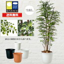 『人工植栽』　タカショー グリーンデコ和風　青竹1本物　2.4m　GD-25M