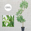 パキラ フェイクグリーン 大型 観葉植物 人気 おしゃれ インテリアグリーン リアル おすすめ インテリア 造花 人工観葉植物 人工樹木 アートグリーン アート...