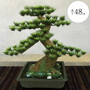 【フェイクグリーン】盆栽 おしゃれ 観葉植物 全高48cm 松の盆栽 10号 和風 まつ インテリアグリーン ぼんさい ボンサイ bonsai インテリア 造花 人工観葉植物 人気 おすすめ リアル 室内 屋内 フロア イベント 式典 祭典 祝賀会 お祝い 長寿 学校 卒業式 店舗 個人宅 お洒落