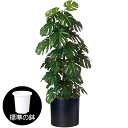 【フェイクグリーン】観葉植物 おしゃれ モンステラ 全高1.4m ヘゴ インテリアグリーン インテリア 造花 人工観葉植物 人工樹木 アートグリーン インドアグリーン リアル 高品質 人気 おすすめ オブジェ トロピカル 南国ムード満点 開店祝い 引越し祝い 贈答 ギフト お洒落