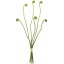 人工観葉植物・ゼンマイ・全長24cm〜29cm・6本アソート・3束セット(1束6本×3束)(薇/ぜんまい/山菜)(造花/アーティフィシャルフラワー/花材)(フラワーアレンジメント/ディスプレイ/装飾)