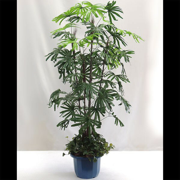 シュロチク シュロ竹 棕櫚竹 フェイクグリーン 大型 おしゃれ 人気 インテリアグリーン リアル 人工観葉植物 観葉植物 人工樹木 造花 アートプランツ アートグリーン ヤシ類 オブジェ 家具 リビング ギフト 和モダン トロピカル 南国ムード リゾート演出 下草付き 全高180cm