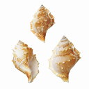 天然素材 エスピノーサ スタンドパック入り 全長5〜7cm 6個セット 1袋3個×2袋 ドライフラワー 自然素材 シェル 雑貨 花材 資材 インテリア フラワー...