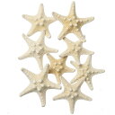 天然素材 コブヒトデミニ 全長3〜6cm 12個セット 1袋6個×2袋 ドライフラワー 自然素材 シェル 雑貨 花材 資材 インテリア フラワーアレンジメント ...