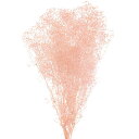 ドライフラワー ソフトミニカスミ ピンク 全長40cm 2束セット 1束約22g×2束 天然素材 自然素材 プリザーブド加工 ナチュラル 花材 フラワーアレンジ...