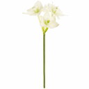 ユーチャリスの花言葉と誕生花 花の持つ言葉 ユーチャリスの花言葉と誕生花 花の持つ言葉