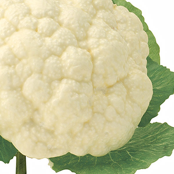 食品サンプル カリフラワー 全長14cm 4個セット 花野菜 花キャベツ 野菜 フェイクフード アレンジ