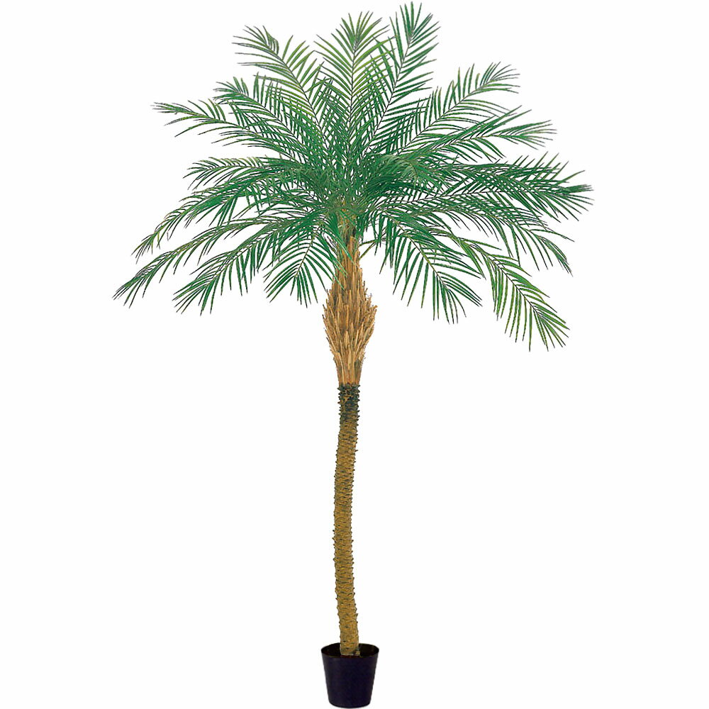 格安 人工観葉植物 全高2 6m フェニックス ロベレニー ヤシ類 ロベヤシ ロベ 人工樹木 造花 インテリアグリーン フェイクグリーン オブジェ ディスプレイ 装飾リゾート演出 在庫有 Bitcoinsup Topxteriors Com 格安 人工観葉植物 全高2 6m フェニックス ロベレニー ヤシ類 ロベヤシ ロベ 人工樹木 造花 インテリアグリーン フェイクグリーン オブジェ ディスプレイ 装飾リゾート演出 在庫有 Bitcoinsup Topxteriors Com