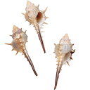 天然素材 ムレックス 全長5〜10cm 6個セット 1袋3個×2袋 ドライフラワー 自然素材 シェル 雑貨 花材 資材 インテリア フラワーアレンジメント ディ...