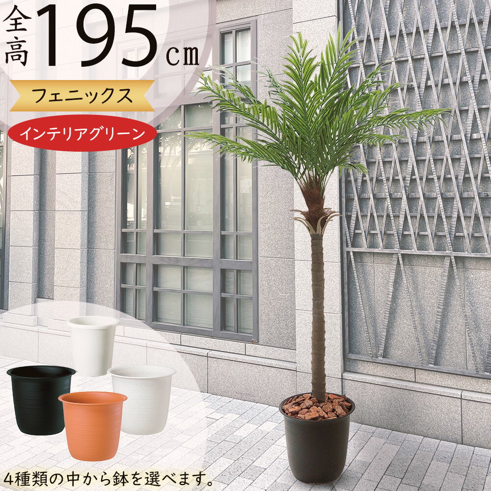 楽天市場】フェニックス ロベレニー(人工観葉植物|造花・人工 楽天市場】フェニックス ロベレニー(人工観葉植物|造花・人工