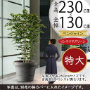 フェイクグリーン 大型 おしゃれ 人気 インテリアグリーン リアル 観葉植物 人工観葉植物 造花 樹木 ベンジャミン フィカス ベンジャミナ ワイドロング 特大...