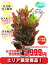 観葉植物 クロトン 10号【エリア限定激安!おしゃれな大型観葉植物5999円!?】お部屋のインテリア装飾、法人様・飲食店など店舗の飾りに新築祝い開店祝い、お祝いの贈り物に格安人気観葉植物をどうぞ!☆最安値 贈答 父の日 ギフト プレゼント☆