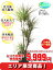 観葉植物 コンシンネ 10号【エリア限定激安!おしゃれな大型観葉植物5999円!?】お部屋のインテリア装飾、法人様・飲食店など店舗の飾りに新築祝い開店祝い、お祝いの贈り物に格安人気観葉植物をどうぞ!☆最安値 贈答 父の日 ギフト プレゼント☆