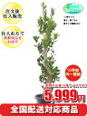 観葉植物 ガジュマル 10号【全国配送対応商品 おしゃれな大...