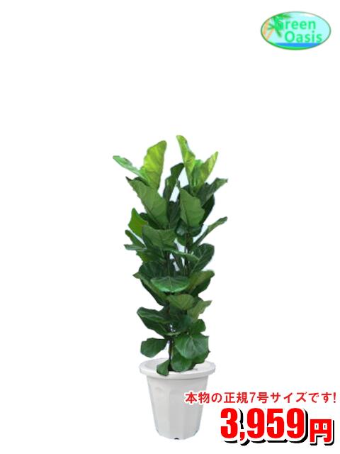楽天市場】カシワ ゴムの木(高さ(植物)~ 70.9cm)の通販 楽天市場】カシワ ゴムの木(高さ(植物)~ 70.9cm)の通販
