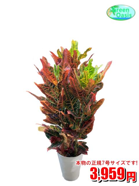 観葉植物　クロトン　7号【激安！おしゃれな大型観葉植物】お部屋のインテリア装飾、法人・飲食店など店舗の飾りに新築祝い開店祝い、お祝いの贈り物に格安人気観葉植物をどうぞ！☆最安値　贈答　父の日　ギフト　プレゼント☆