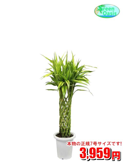 幸運の木 サンデリアーナの育て方 植え替え 剪定方法や増やし方をご紹介 暮らし の