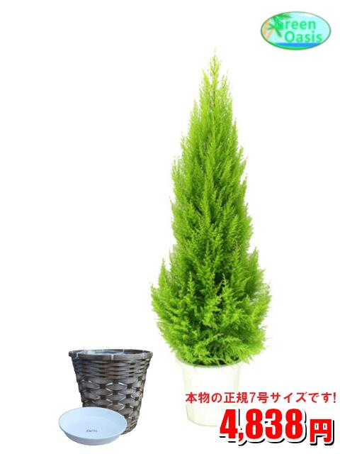 観葉植物　ゴールドクレスト 7号　カバーセット【激安！おしゃれな大型観葉植物】お部屋のインテリア装飾、法人・飲食店など店舗の飾りに新築祝い開店祝い、贈り物　格安人気観葉植物☆最安値　贈答　父の日　ギフト　プレゼント☆