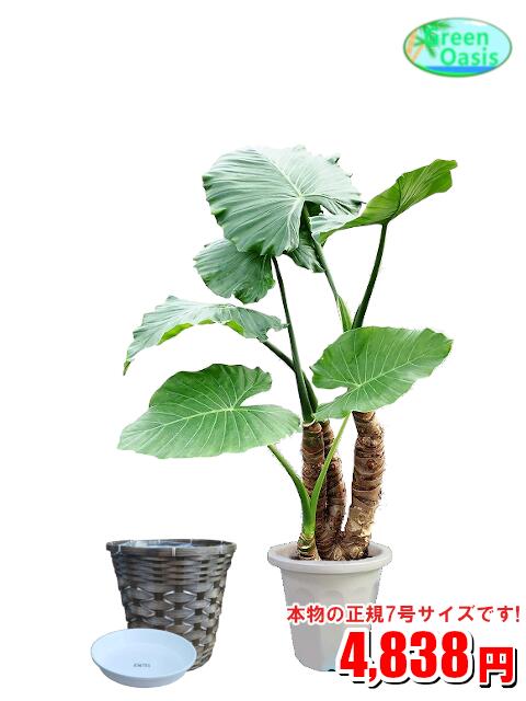 クワズイモ 観葉植物　クワズイモ　7号　カバーセット【激安！おしゃれな大型観葉植物】お部屋のインテリア装飾、法人・飲食店など店舗の飾りに新築祝い開店祝い、贈り物に格安人気観葉植物をどうぞ！☆最安値　贈答　父の日　ギフト　プレゼント☆