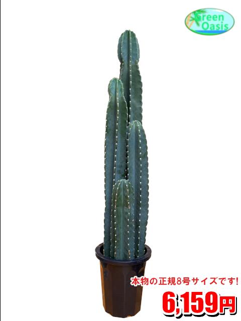 観葉植物 柱サボテン トゲナシ 8号 激安 オシャレな大型観葉植物 お部屋のインテリア装飾 引っ越し 新生活新築祝い開店祝い 贈り物に格安人気観葉植物をどうぞ 最安値 贈答 父の日 新生活応援 プレゼント のレビュー クチコミとして参考になる投稿2枚 観葉植物 柱サボテン トゲナシ 8号 激安 オシャレな大型観葉植物 お部屋のインテリア装飾 引っ越し 新生活新築祝い開店祝い 贈り物に格安人気観葉植物をどうぞ 最安値 贈答 父の日 新生活応援 プレゼント のレビュー クチコミとして参考になる投稿2枚