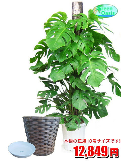 奇跡の再販 観葉植物 モンステラ 10号 カバーセット おしゃれな大型観葉植物 お部屋のインテリア装飾 法人様 飲食店など店舗の飾りに新築祝い開店祝い お祝いの贈り物に格安人気観葉植物をどうぞ 最安値 贈答 父の日 ギフト プレゼント 珍しい Widexcolombia Com 奇跡の再販 観葉植物 モンステラ 10号 カバーセット おしゃれな大型観葉植物 お部屋のインテリア装飾 法人様 飲食店など店舗の飾りに新築祝い開店祝い お祝いの贈り物に格安人気観葉植物をどうぞ 最安値 贈答 父の日 ギフト プレゼント 珍しい Widexcolombia Com