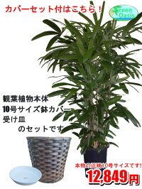 おしゃれな大型観葉植物 お部屋のインテリア装飾 法人様 飲食店など店舗の飾りに新築祝い開店祝い お祝いの贈り物に格安人気観葉植物をどうぞ 最安値 贈答 父の日 ギフト プレゼント 株式会社グリーンオアシス 観葉植物 カンノンチク 10号 観葉植物 耐陰性が おしゃれな大型観葉植物 お部屋のインテリア装飾 法人様 飲食店など店舗の飾りに新築祝い開店祝い お祝いの贈り物に格安人気観葉植物をどうぞ 最安値 贈答 父の日 ギフト プレゼント 株式会社グリーンオアシス 観葉植物 カンノンチク 10号 観葉植物 耐陰性が