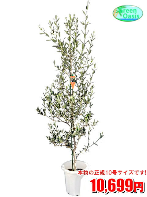 オリーブ 観葉植物　オリーブ 10号【エリア限定激安！おしゃれな大型観葉植物】お部屋のインテリア装飾、法人様・飲食店など店舗の飾りに新築祝い開店祝い、お祝いの贈り物に格安人気観葉植物をどうぞ！☆最安値　贈答　父の日　ギフト　プレゼント☆