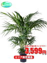 観葉植物 ケンチャヤシ 8号【エリア限定激安!おしゃれな大型...