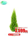 観葉植物 ゴールドクレスト 8号【エリア限定激安!おしゃれな...