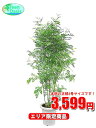 観葉植物 シマトネリコ 8号【エリア限定激安!おしゃれな大型...