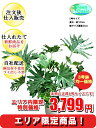 観葉植物 セローム 8号【エリア限定激安!おしゃれな大型観葉...
