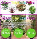 おまかせ観葉植物セット　5号2鉢、4号2鉢セット　【観葉植物4鉢セット】激安　観葉植物　5号　4号　インテリア　リビング　園芸　パキラ　ポトス　アレカヤシ　セローム　クロトン　マッサンゲアナユッカ　各種ドラセナ　etc