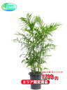 観葉植物 セフリジヤシ 7号【エリア限定激安!おしゃれな大型...