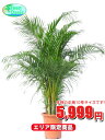 観葉植物 アレカヤシ 10号【エリア限定激安!おしゃれな大型...