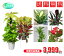 おまかせ観葉植物6号 2鉢セット 【観葉中鉢2鉢セット 3,999円!?】激安 観葉植物 6号 インテリア リビング 園芸 パキラ ポトス アレカヤシ セローム クロトン マッサンゲアナユッカ 各種ドラセナ etc