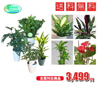 おまかせ観葉植物セット　5号2鉢、4号2鉢セット　【観葉植物4鉢セット　3,499円！?】激安　観葉植物　5号　4号　インテリア　リビング　園芸　パキラ　ポトス　アレカヤシ　セローム　クロトン　マッサンゲアナユッカ　各種ドラセナ　etc