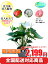 観葉植物 アンスリウム 4号【激安!おしゃれな大型観葉植物2199円!?】お部屋のインテリア装飾、法人様・飲食店など店舗の飾りに新築祝い開店祝い、お祝いの贈り物に格安人気観葉植物をどうぞ!☆最安値 贈答 父の日 ギフト プレゼント☆