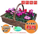 ガーデンシクラメン苗セット　おまかせ12鉢【福袋　苗花セット　送料無料】激安　観葉植物　12ポット　ガーデニング　花苗　寄せ植え　法人様・飲食店など店舗外回りの飾り　格安　　良品　季節のお花　イトーヨーカドー花部門ランキング1位