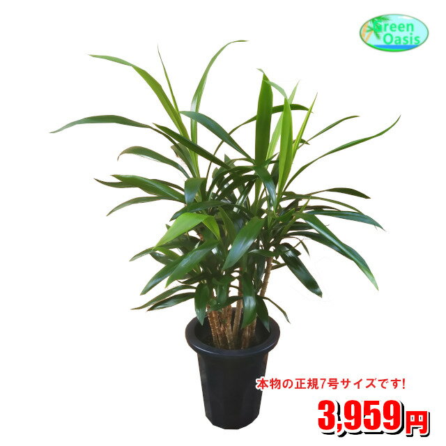 観葉植物　コルジリネストリクタ7号【激安！おしゃれな大型観葉植物】お部屋のインテリア装飾、法人・飲食店など店舗の飾りに開店祝い、お祝いの贈り物に格安人気観葉植物をどうぞ！☆最安値　贈答　父の日　ギフト　プレゼント☆