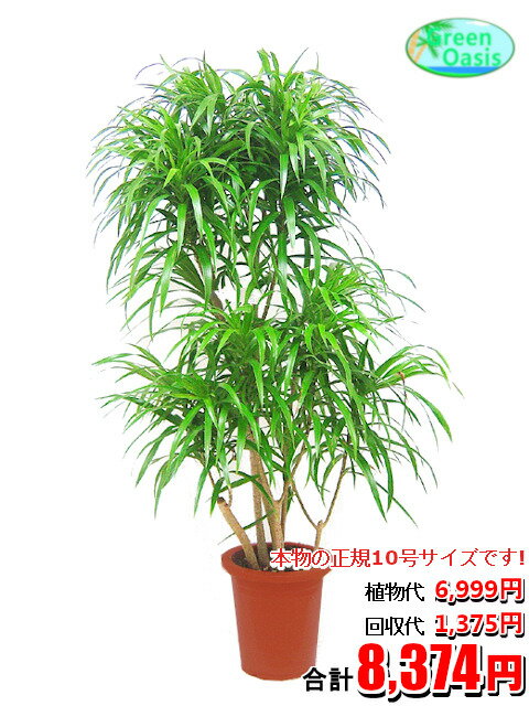 東京23区内限定！　観葉植物　リフレクサ 10号【おしゃれな大型観葉植物交換・回収】お部屋のインテリア装飾 法人様・飲食店などの飾りにリビングの飾り　新築祝い開店祝い、引越し祝い　癒し　風水　☆最安値　激安　ギフト　リモートワークの背景に☆