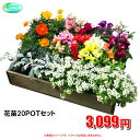 季節の花苗セット おまかせ20鉢【福袋 苗花セット】激安 観葉植物 20ポット ガーデニング 花苗 園芸 寄せ植え 法人様 飲食店など店舗外回りの飾り 最安値 良品 季節のお花 イトーヨーカドー花部門ランキング1位