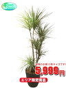 観葉植物 コンシンネ 10号【エリア限定激安!おしゃれな大型...
