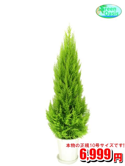 観葉植物 ゴールドクレスト 10号【おしゃれな大型観葉植物】お部屋のインテリア装飾、法人様・飲食店など店舗の飾りに新築祝い開店祝い、贈り物　格安人気観葉植物　クリスマスツリー☆最安値　贈答　父の日　ギフト　プレゼント☆