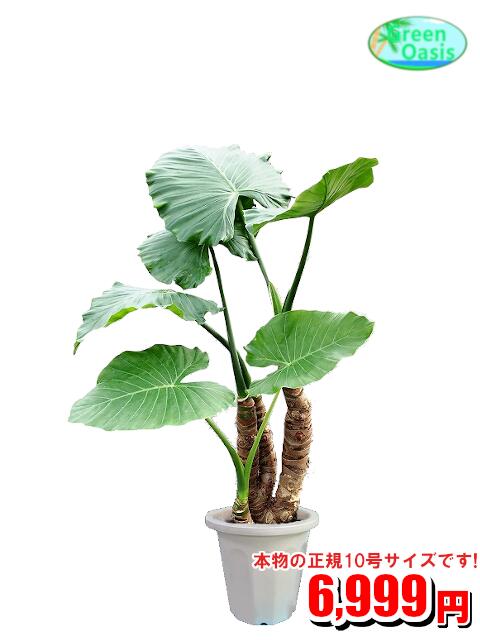 観葉植物　クワズイモ 10号【おしゃれな大型観葉植物】お部屋のインテリア装飾、法人様・飲食店など店舗の飾りに新築祝い開店祝い、お祝いの贈り物に格安人気観葉植物をどうぞ！☆最安値　贈答　父の日　ギフト　プレゼント☆