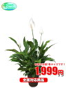 観葉植物 スパティフィラム 7号【激安!おしゃれな大型観葉植...